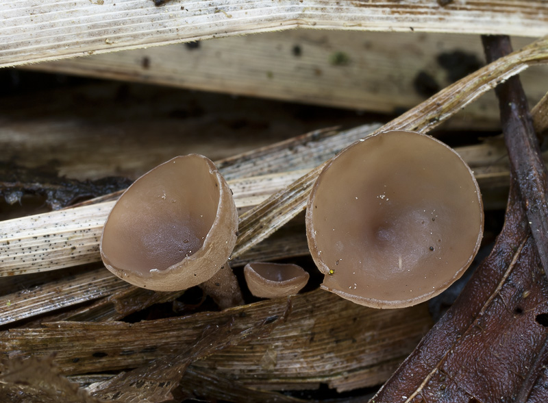 Myriosclerotinia scirpicola